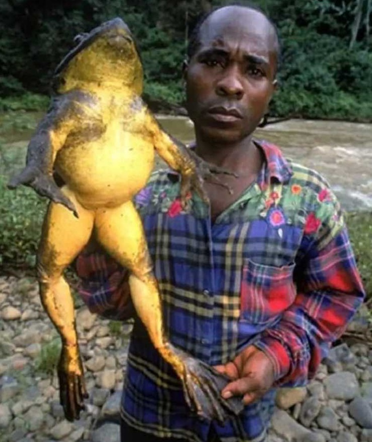 красивое фото жабы голиафа